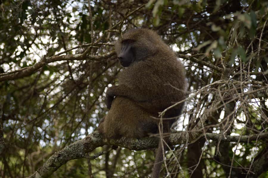 Arusha National Park Full-Day Safari - Why Arusha National Park makes a good first safari