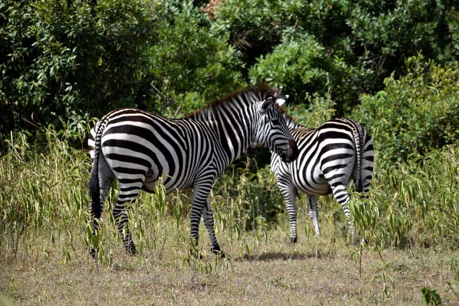 Arusha National Park Full-Day Safari - Morning game drive: three hours among forest and grassland
