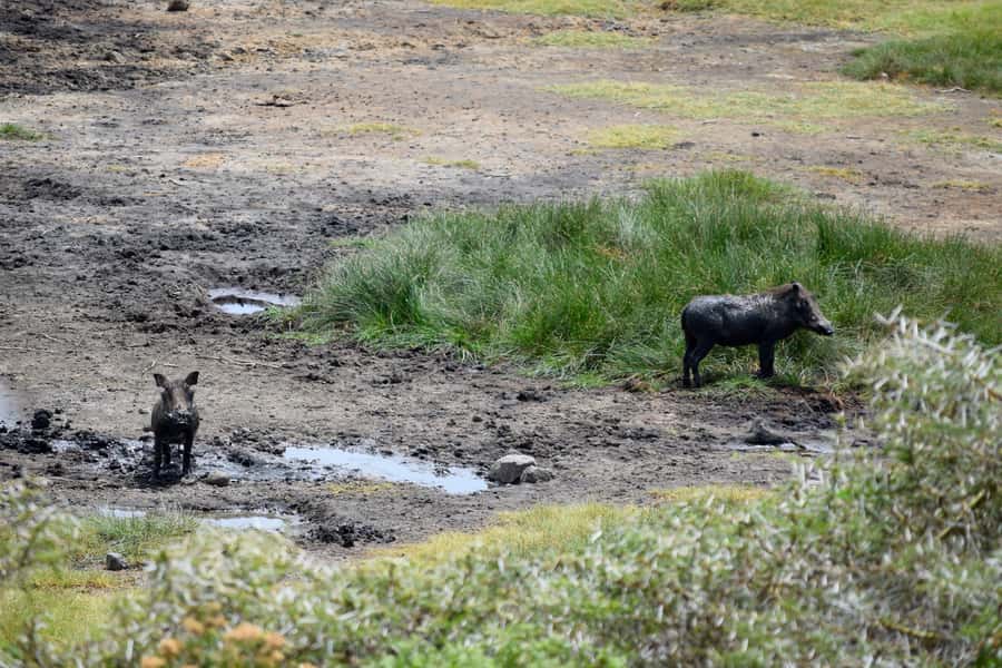 Arusha National Park Full-Day Safari - Afternoon game drive and the famous fig tree