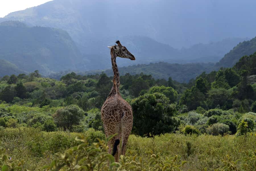 Arusha National Park Full-Day Safari - What the wildlife list really means