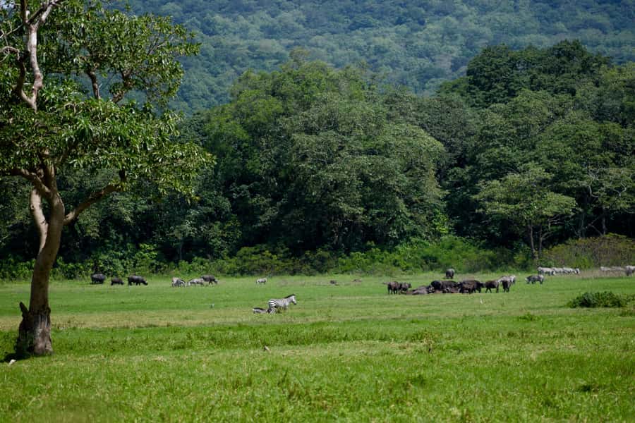 Arusha National Park Full-Day Safari - Is $195 good value for an eight-hour safari?