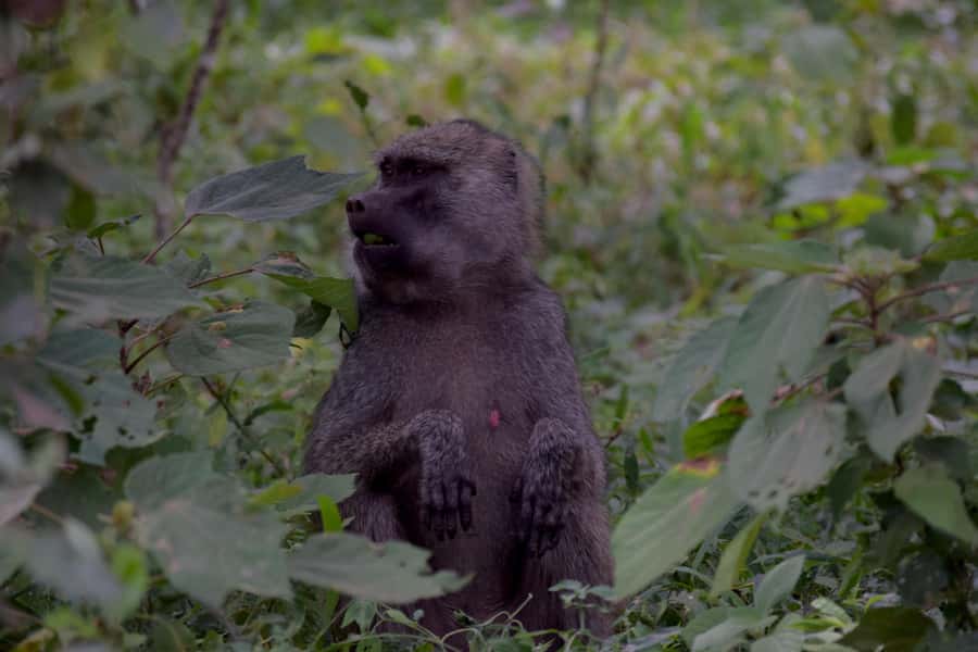Arusha National Park Full-Day Safari - The one-hour ride from Arusha