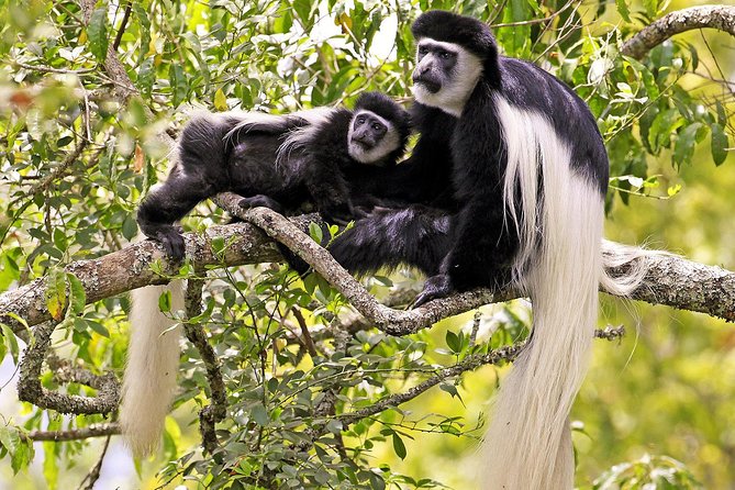 Arusha National Park Guided Day Tour from Arusha - Momella Lakes and the $10 picnic lunch