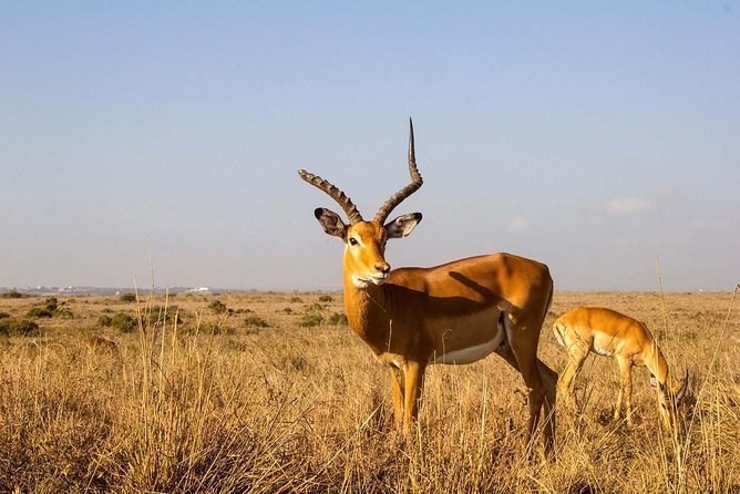 Arusha National Park Guided Day Tour from Arusha - Who will get the most from this tour