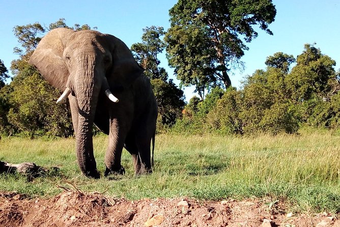 Arusha National Park Half Day Tour - Four Hours of Game Driving in Arusha National Park