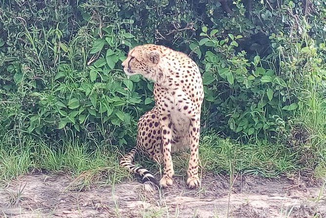 Arusha National Park Half Day Tour - Conservation Is Part of the Story