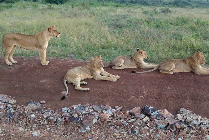 Arusha National Park Half Day Tour - The 40-Minute Ride Into the Park