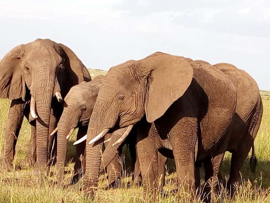 Arusha National Park: Private Jeep Tour - The walking sections add a welcome change