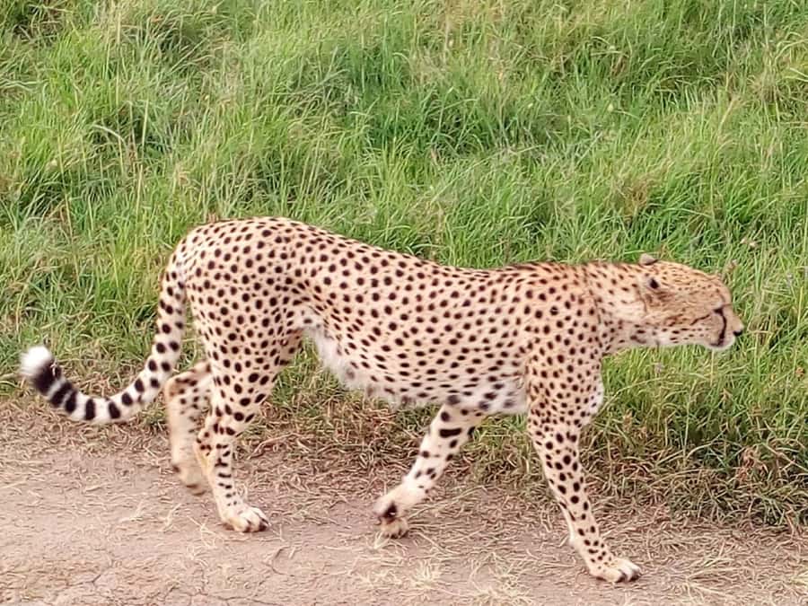 Arusha National Park: Private Jeep Tour - The guide and private-tour advantage