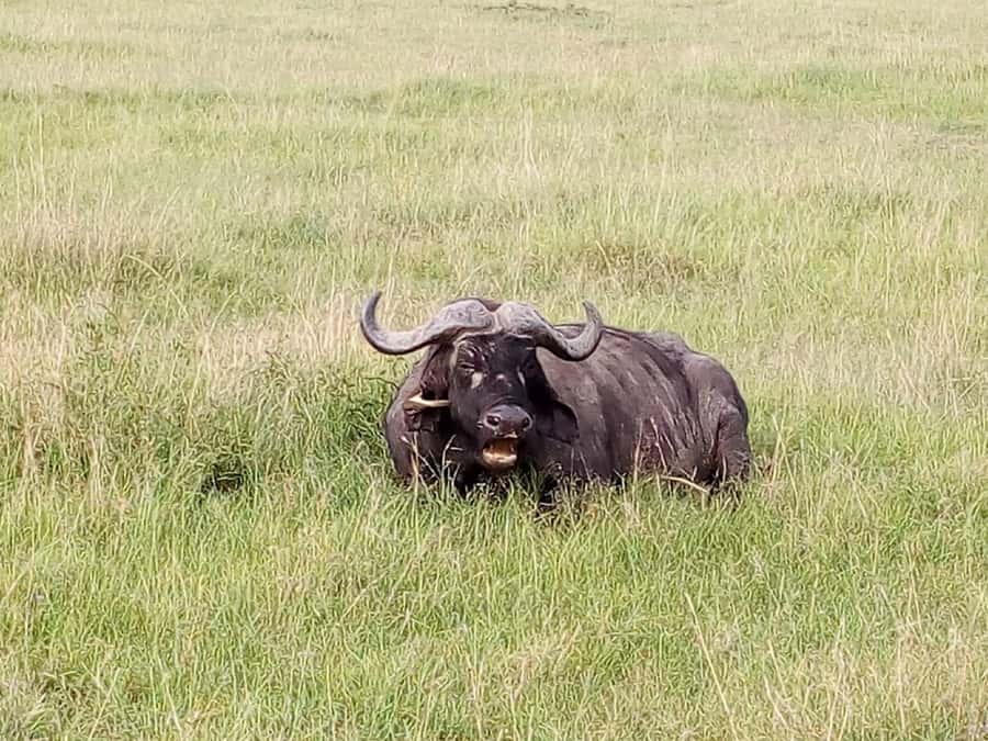 Arusha National Park: Private Jeep Tour - Timing: early morning or midday