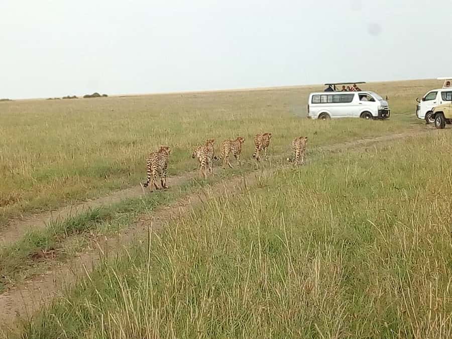 Arusha National Park: Private Jeep Tour - Practical preparation for the five-hour outing