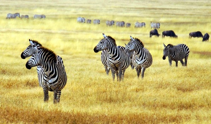 Arusha National Park Safari by Jeep - Key points at a glance