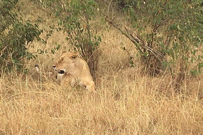 Arusha National Park Safari by Jeep - What the private Land Cruiser changes