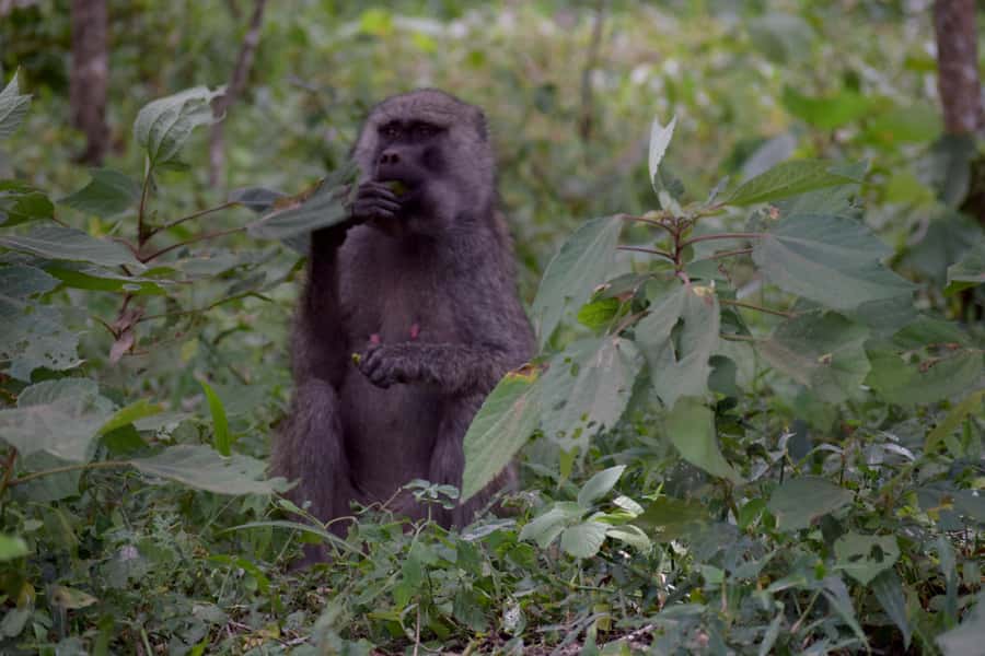 Arusha National Park: Walking Safari and Game Drive - Picnic Lunch in the Middle of the Park