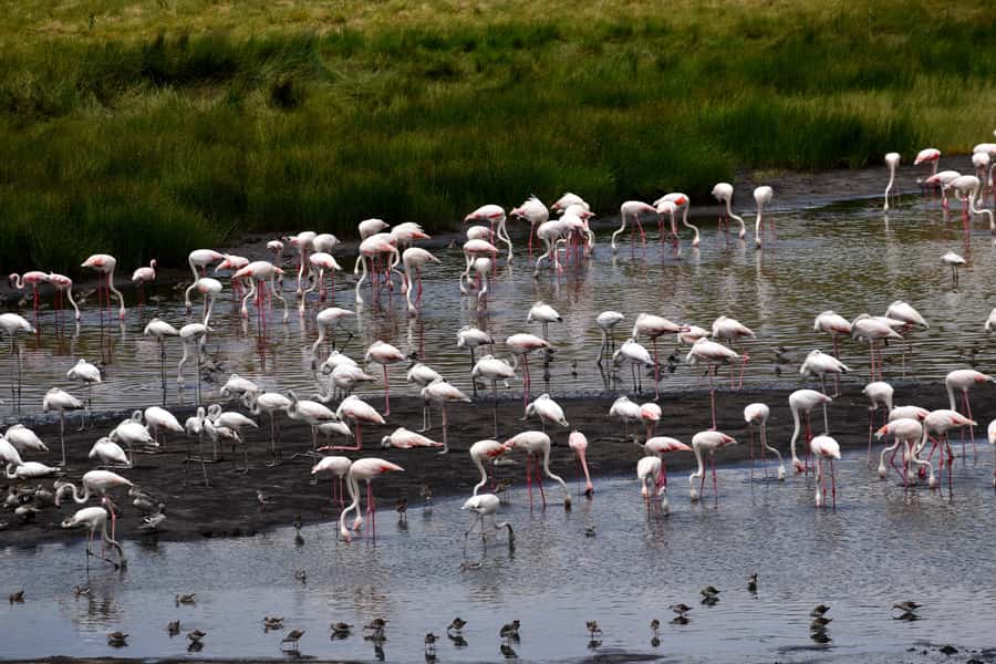 Arusha National Park: Walking Safari and Game Drive - Who Should Choose This Arusha Excursion?