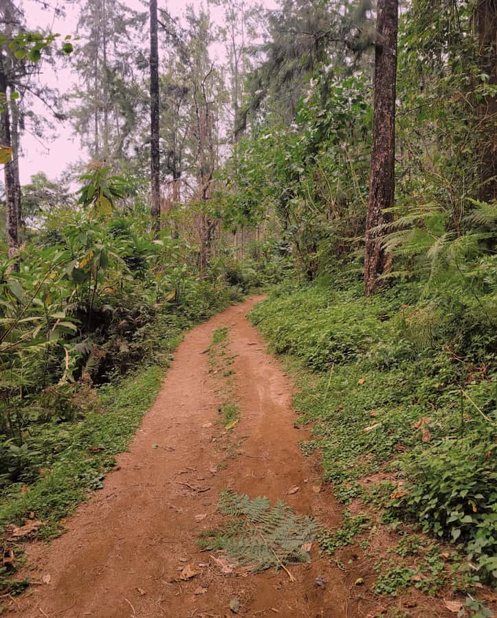Arusha nature hike to Napuru waterfalls. - The extra steep path and a wider view