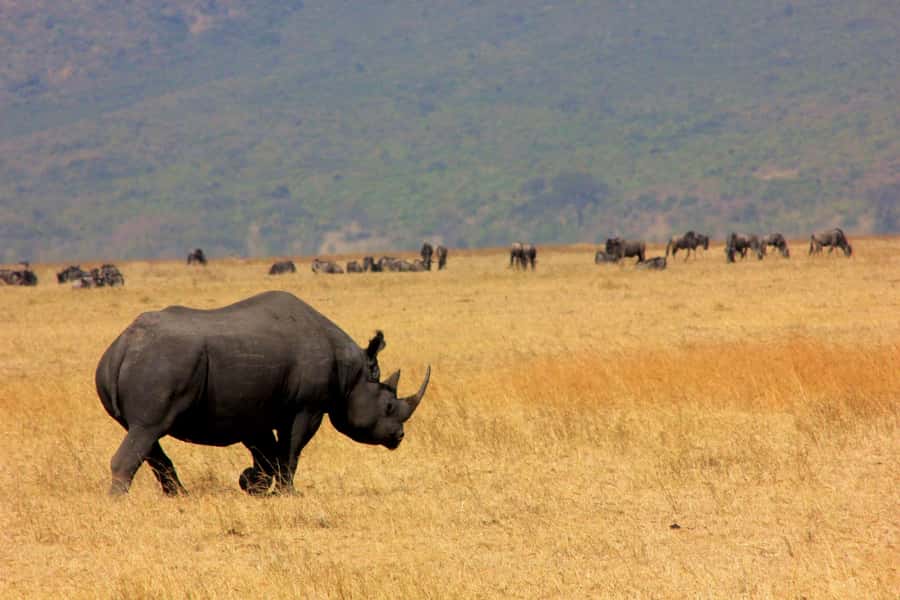 Arusha: Ngorongoro Crater Day Tour - Why Ngorongoro Crater is worth the effort
