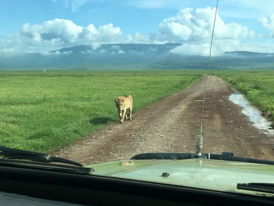 Arusha: Ngorongoro Crater Day Tour - Three hours of safari inside Ngorongoro