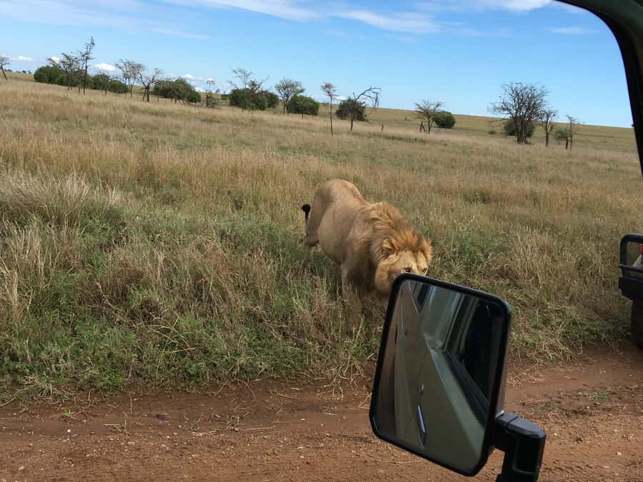 Arusha: Ngorongoro Crater Day Tour - Practical preparation for a smoother day