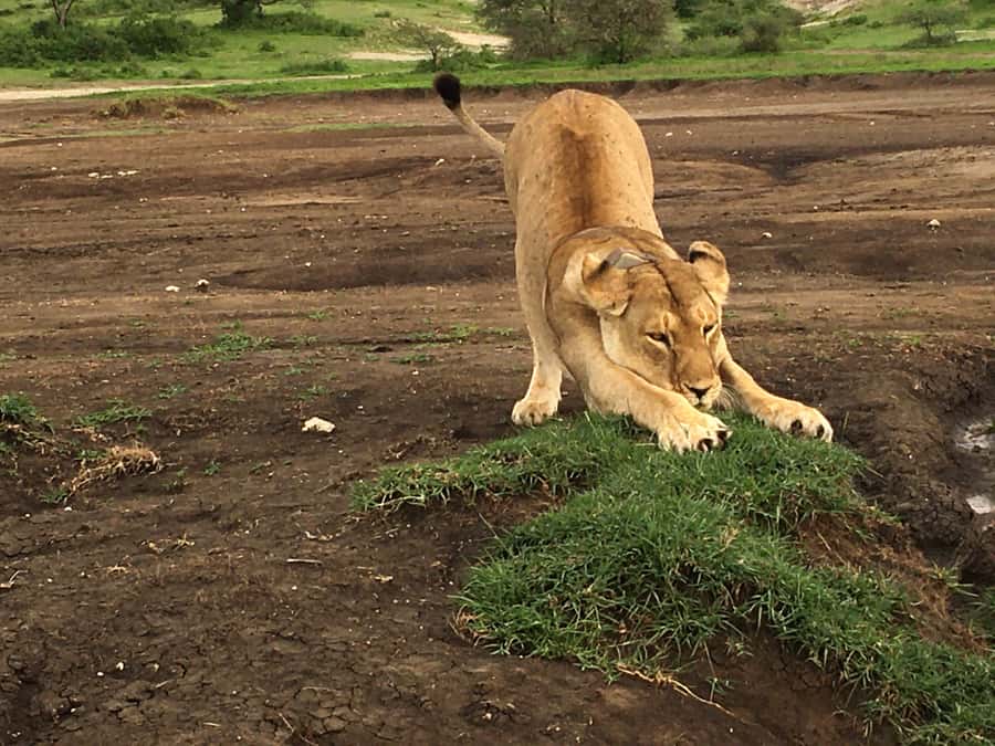Arusha: Ngorongoro Crater Day Tour - Should you book the Ngorongoro Crater day tour?