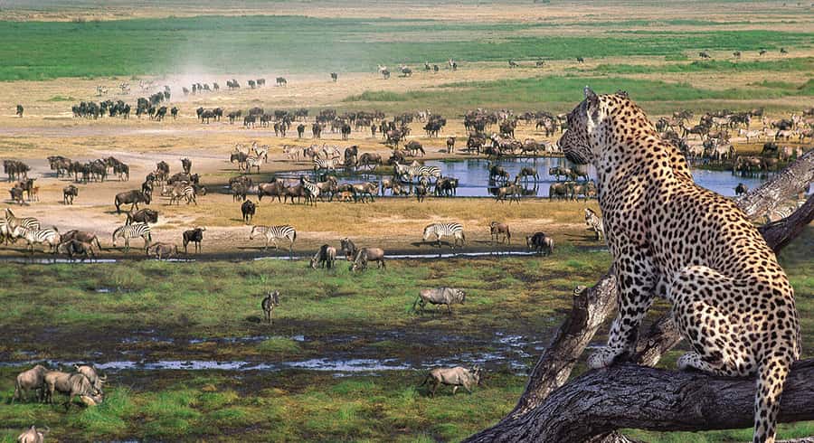 Arusha: Ngorongoro Crater Day Tour - The early departure from Arusha