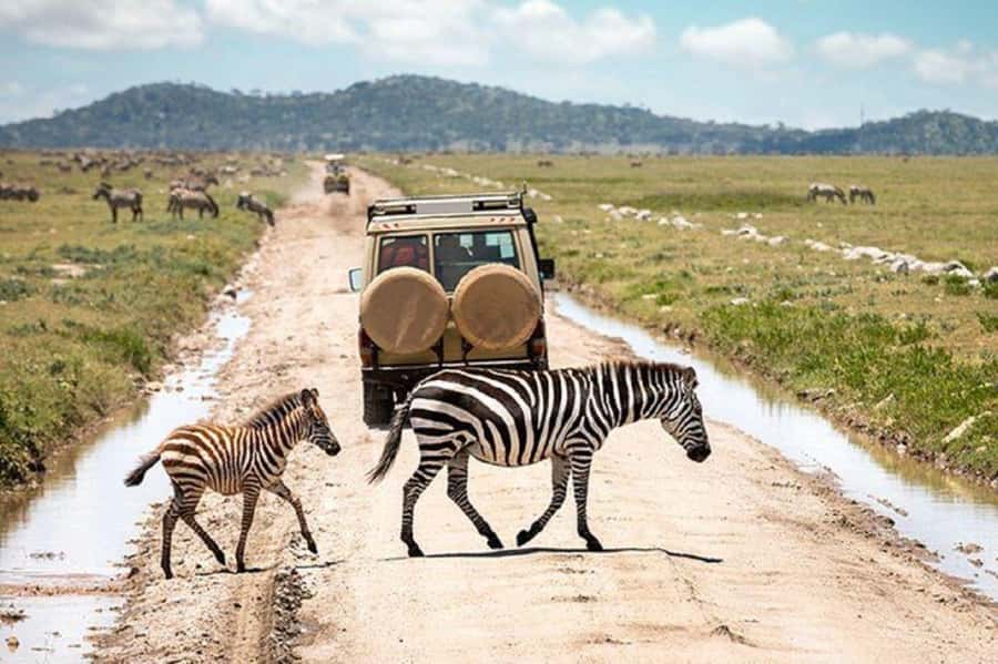 Arusha: Serengeti and Ngorongoro Multi-Day Camping Safari - Key points at a glance