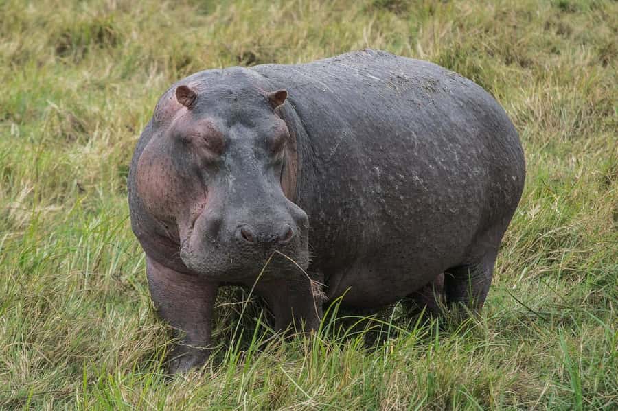 Arusha: Serengeti and Ngorongoro Multi-Day Camping Safari - Should You Book This Safari?