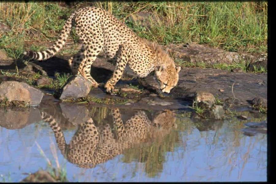 Arusha: Serengeti and Ngorongoro Multi-Day Camping Safari - What this four-day safari is really offering
