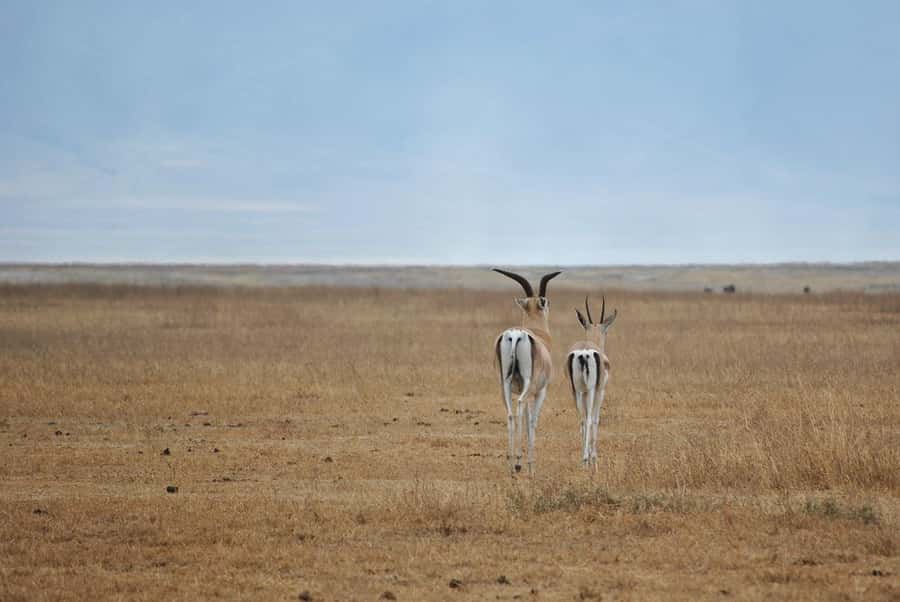 Arusha: Serengeti and Ngorongoro Multi-Day Camping Safari - Day Three: Early Serengeti Viewing and Ngorongoro’s Rim