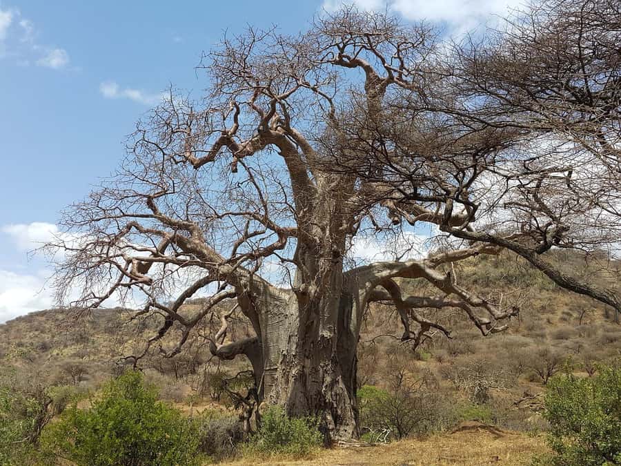 Arusha: Serengeti and Ngorongoro Multi-Day Camping Safari - Day Four: Ngorongoro Crater Floor and Return to Arusha