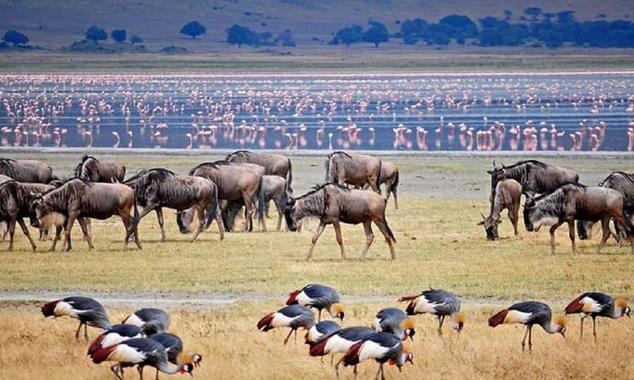 Arusha: Serengeti and Ngorongoro Multi-Day Camping Safari - Who Will Get the Most From This Four-Day Plan?