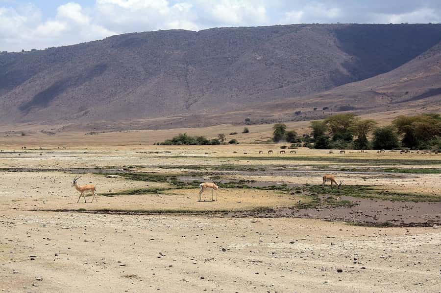 Arusha: Serengeti and Ngorongoro Multi-Day Camping Safari - Booking Flexibility and Practical Planning