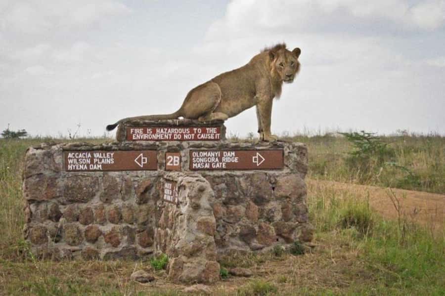 Arusha: Serengeti and Ngorongoro Multi-Day Camping Safari - Day one, the long road from Arusha to Serengeti