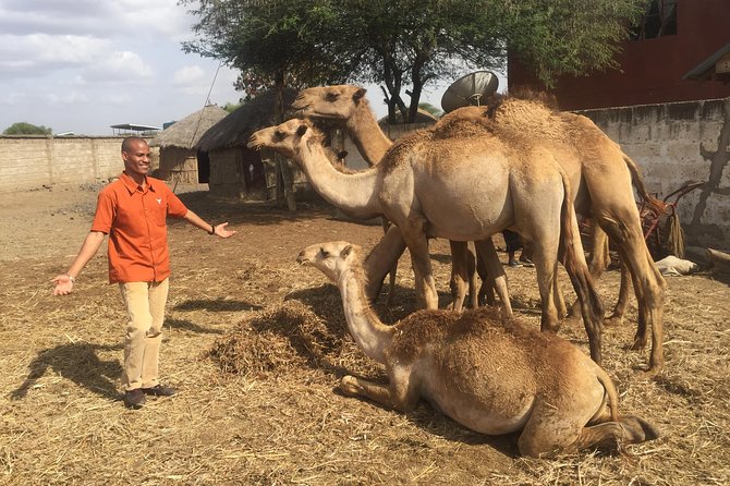 Arusha Snake Park, Camel Ride, Shanga & Arusha Cultural Heritage - Full Day Trip - Cultural Heritage Centre and Arusha’s art scene
