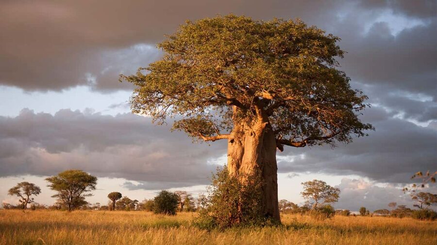 Arusha: Tarangire National Park Day Trip with Safari - Why Tarangire Works Well for a One-Day Safari