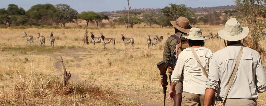 Arusha: Tarangire National Park Day Trip with Safari - Open-Top Game Drives and Tarangire’s Elephants
