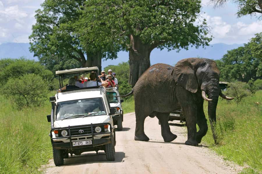 Arusha: Tarangire National Park Full-Day Wildlife Safari - Key points to know before booking