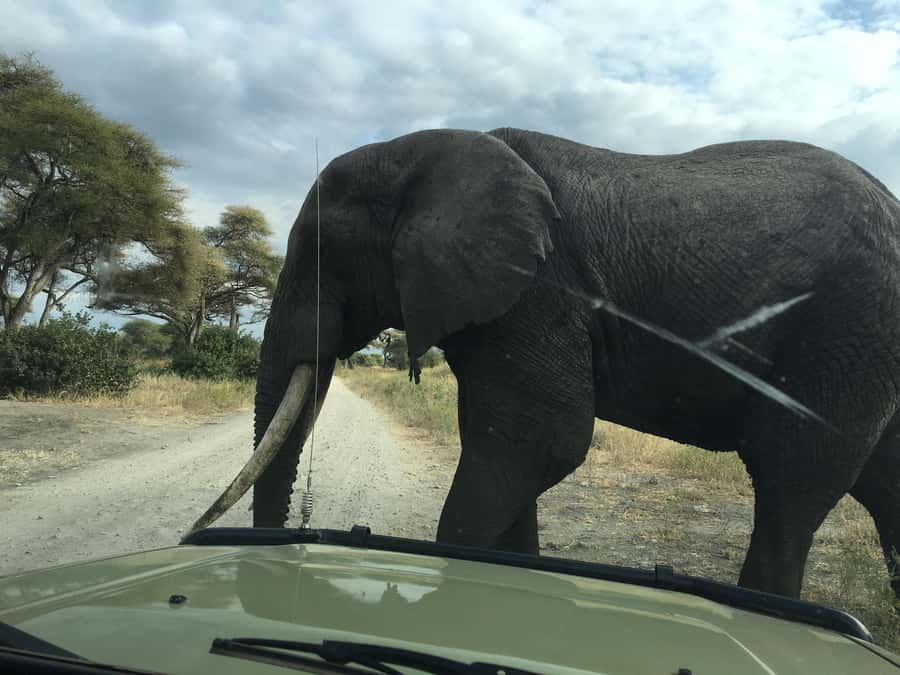 Arusha: Tarangire National Park Full-Day Wildlife Safari - Birds add another layer to the day
