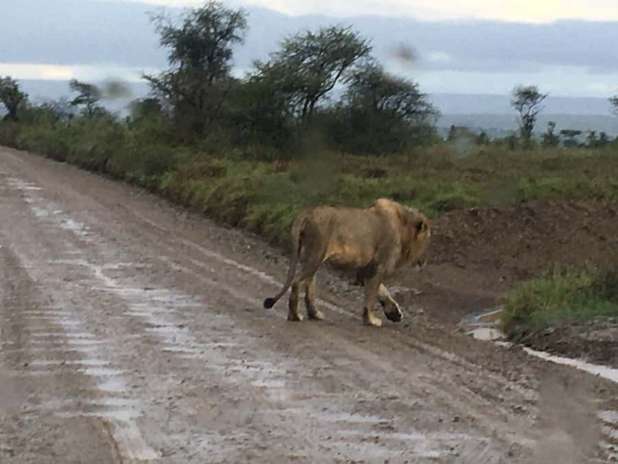 Arusha: Tarangire National Park Full-Day Wildlife Safari - The early pickup from Arusha