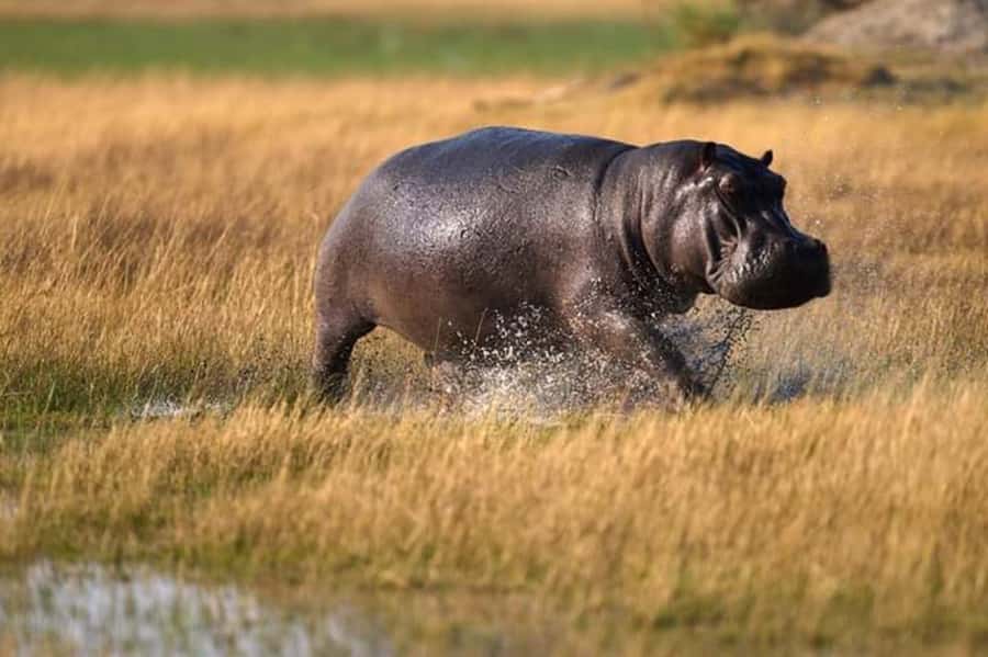 BEST 3-DAY TANZANIA SAFARI TOUR FROM ARUSHA - What This Safari Is Really Offering