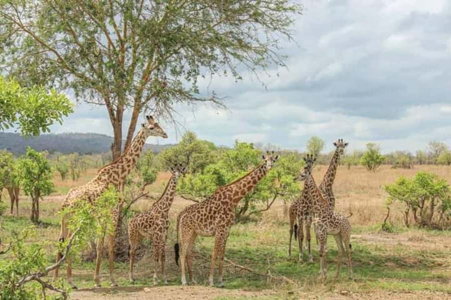 BEST 3-DAY TANZANIA SAFARI TOUR FROM ARUSHA - The Flexible Cancellation and Payment Terms