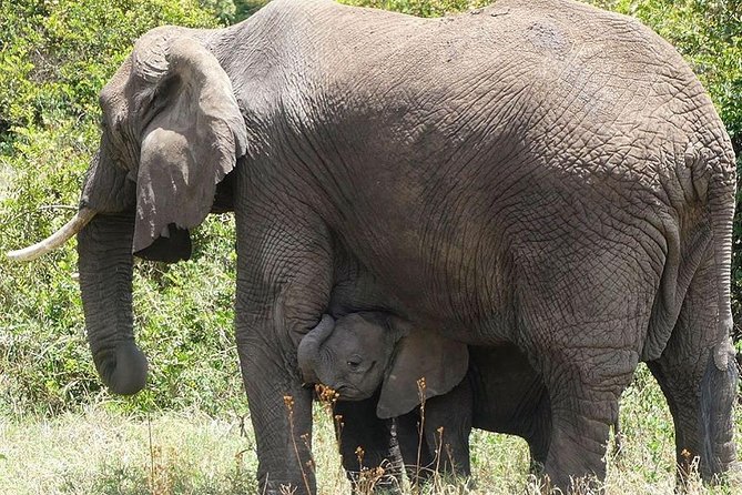 Best 3 days Tanzania shared Safari Tarangire Ngorororo Manyara - Day two: Ngorongoro Crater and a picnic below the rim