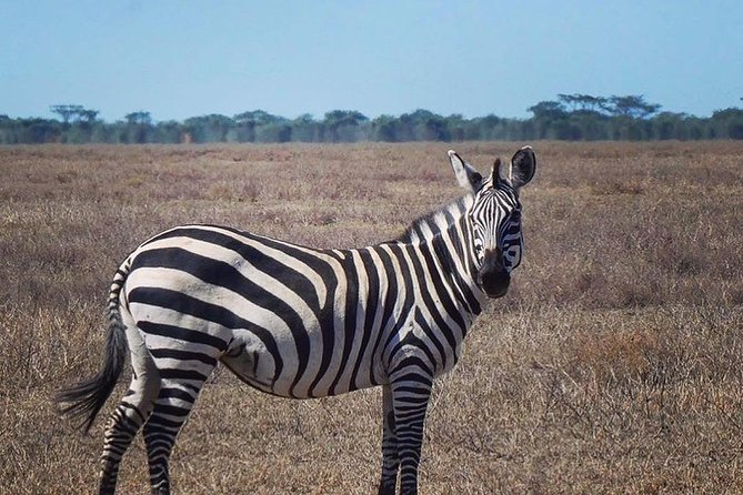 Best 3 days Tanzania shared Safari Tarangire Ngorororo Manyara - Day three: Lake Manyara before returning to Arusha