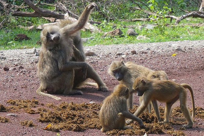Best 3 days Tanzania shared Safari Tarangire Ngorororo Manyara - Is $1,000 per person good value?