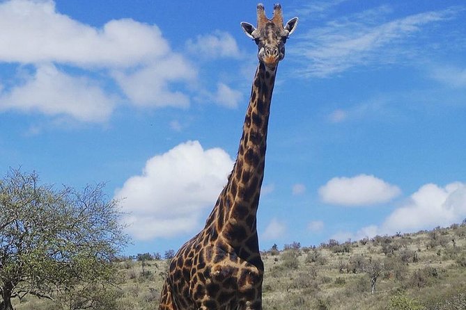 Best 3 days Tanzania shared Safari Tarangire Ngorororo Manyara - Who should book this safari?