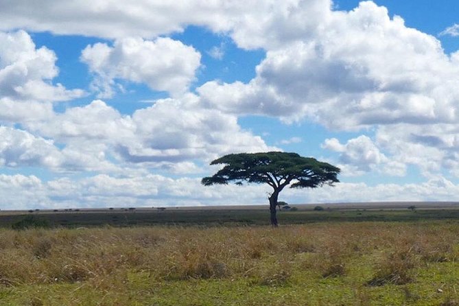 Best 3 days Tanzania shared Safari Tarangire Ngorororo Manyara - Practical advice for a smoother trip