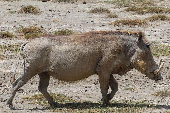 Best 3 days Tanzania shared Safari Tarangire Ngorororo Manyara - Day one: Arusha to Tarangire National Park