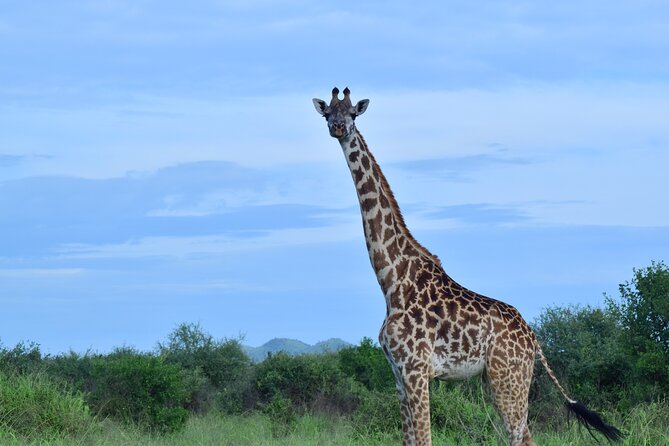 Best 5 days Tanzania midrange group joining safari tour - Day 3: Seronera before the crater rim