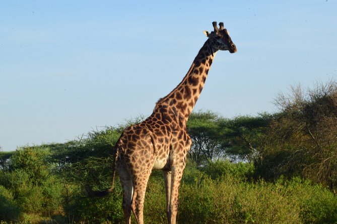 Best 5 days Tanzania midrange group joining safari tour - Midrange lodges, meals, and group travel