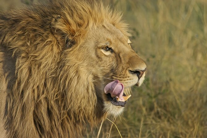 Best 7 Day 6-Night Tanzania Big Five Midrange Private Safari - What this seven-day route actually gives you